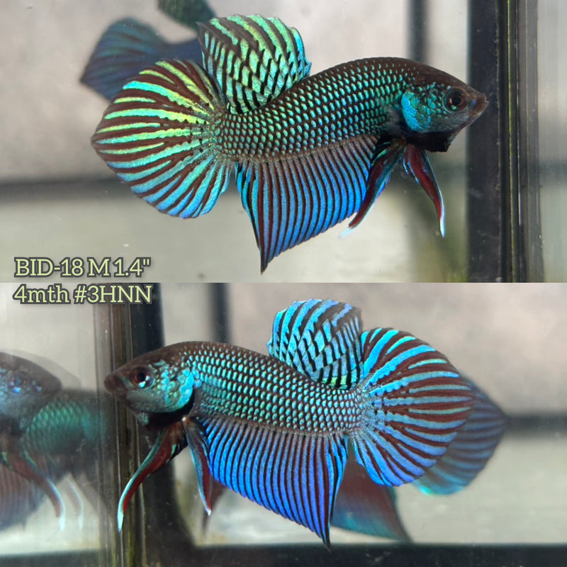 Live Male Betta Green Original Mahachai wild Plakat (BID-18) S234 High quality What you see What you get!!