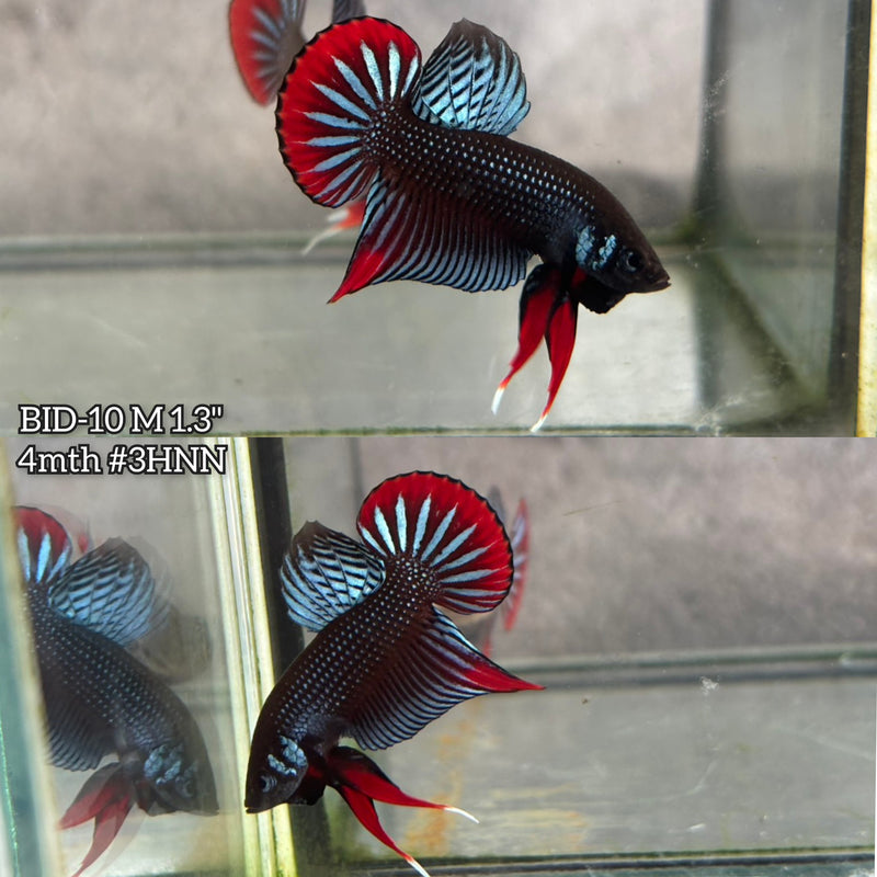 Live Male Betta Gray Red  colors Imbellis hybrid wild Plakat (BID-10) High quality What you see What you get!!