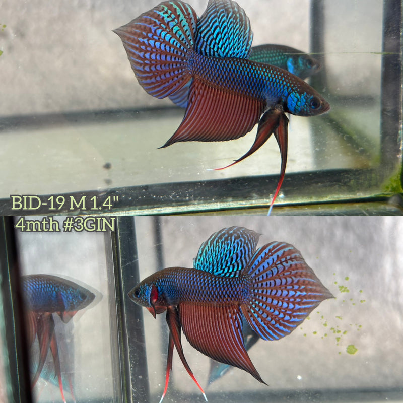 Live Male Betta Green Original Samaragdina wild Plakat (BID-19) S011 High quality What you see What you get!!