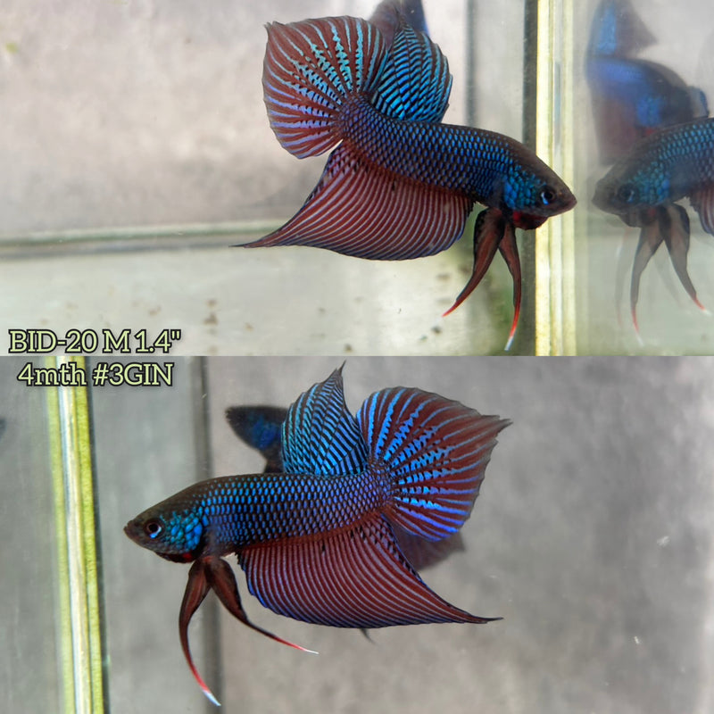 Live Male Betta Green Original Samaragdina wild Plakat (BID-20) S007 High quality What you see What you get!!