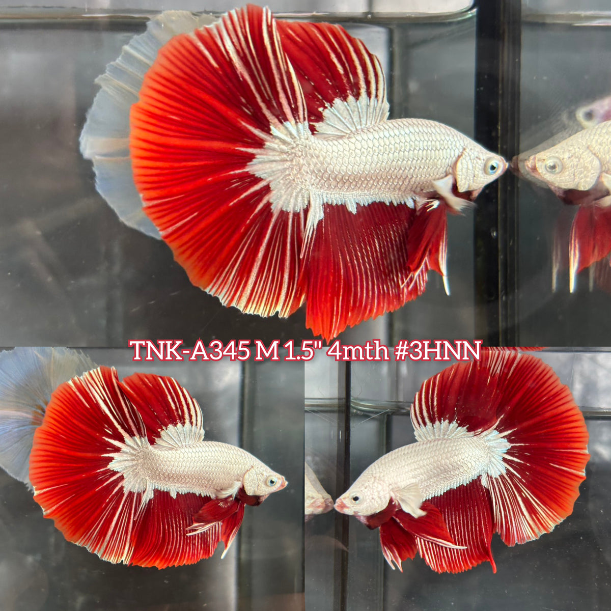 Live Male Betta Red Snow Dragon Halfmoon (TNK-A345) High quality what you see what you get!!