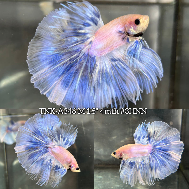 Live Male Betta Blue Grizzle Over Halfmoon (TNK-A346) High quality what you see what you get!!