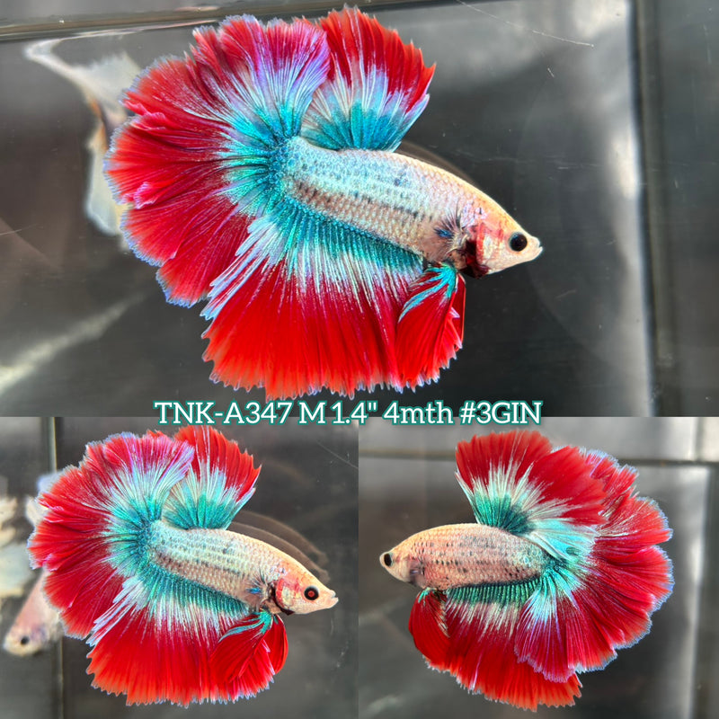 Live Male Betta Fancy Red Green Mascot Halfmoon Rosetail (TNK-A347) High quality what you see what you get!!