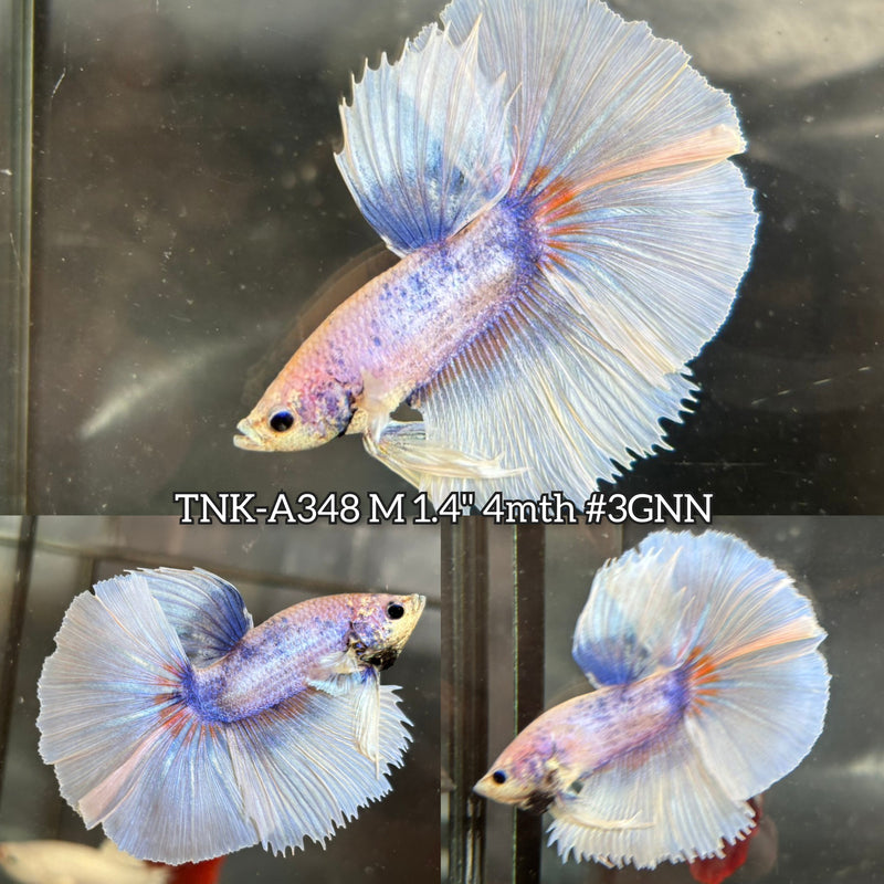 Live Male Betta Fancy Light Colors Halfmoon (TNK-A348) S090 High quality what you see what you get!!