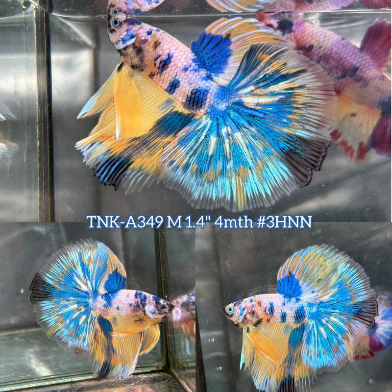 Live Male Betta Fancy Yellow Marble Over Halfmoon (TNK-A349) High quality what you see what you get!!