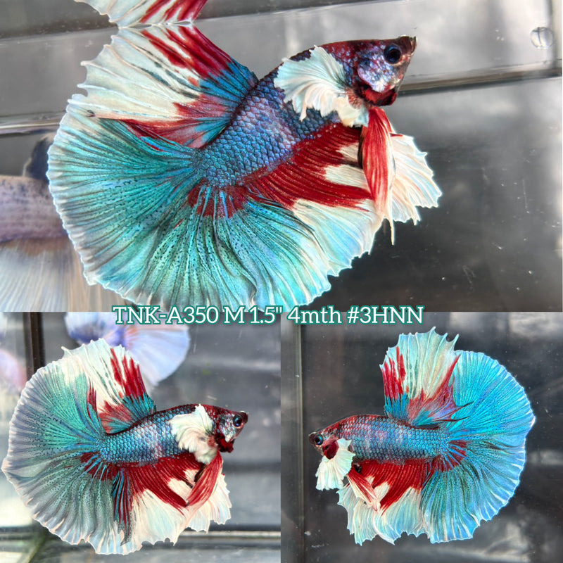 Live Male Betta Fancy Koi Dumbo big ear Over Halfmoon (TNK-A350) High quality what you see what you get!!