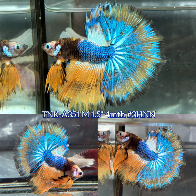 Live Male Betta Fancy Yellow Blue Over Halfmoon (TNK-A351) S095 High quality what you see what you get!!