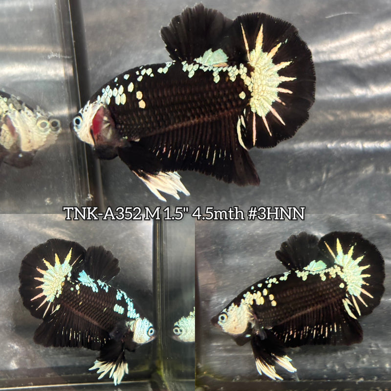 Live Male Betta Black Samurai Startail Plakat (TNK-A352) S235 High quality what you see what you get!!