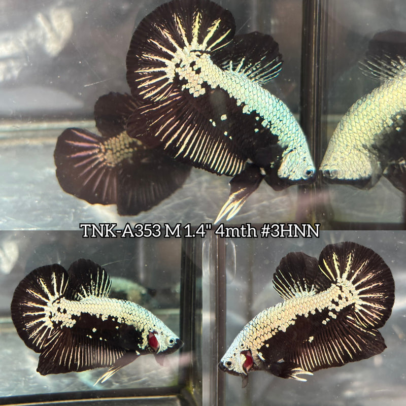 Live Male Betta Black Samurai Mamba Plakat (TNK-A353) S241 High quality what you see what you get!!