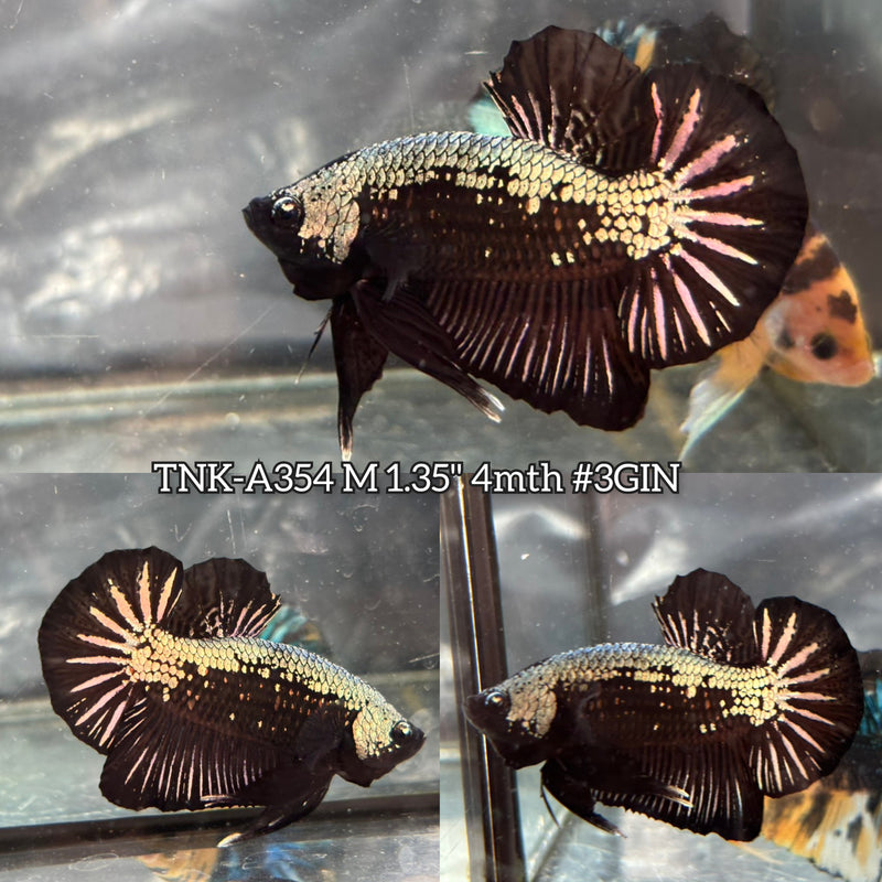 Live Male Betta Black Samurai Mamba Plakat (TNK-A354) S026 High quality what you see what you get!!