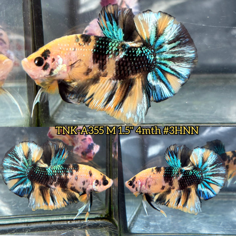 Live Male Betta Yellow Tiger Metallic Koi Plakat (TNK-A355) S029 High quality what you see what you get!!