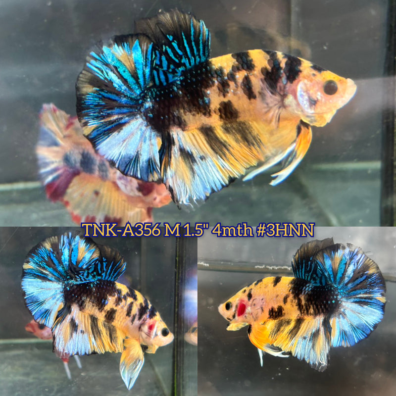 Live Male Betta Yellow Tiger Metallic Koi Plakat (TNK-A356) S031 High quality what you see what you get!!