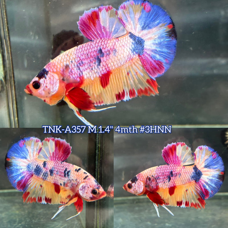 Live Male Betta Candy Marble Sweet colors Plakat (TNK-A357) S034 High quality what you see what you get!!