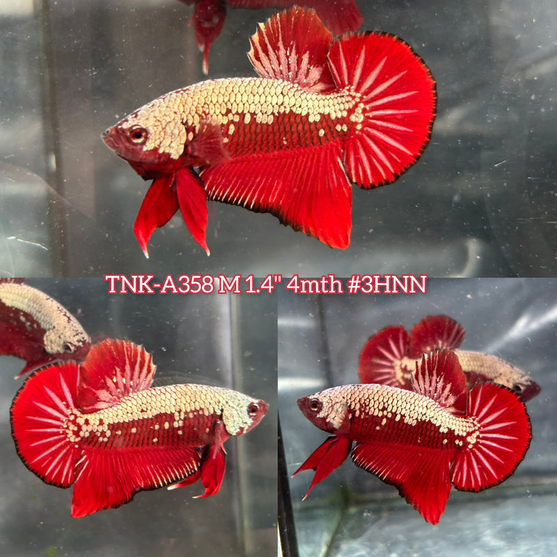 Live Male Betta Red Samurai Plakat Very Rare(TNK-A358) S101 High quality what you see what you get!!