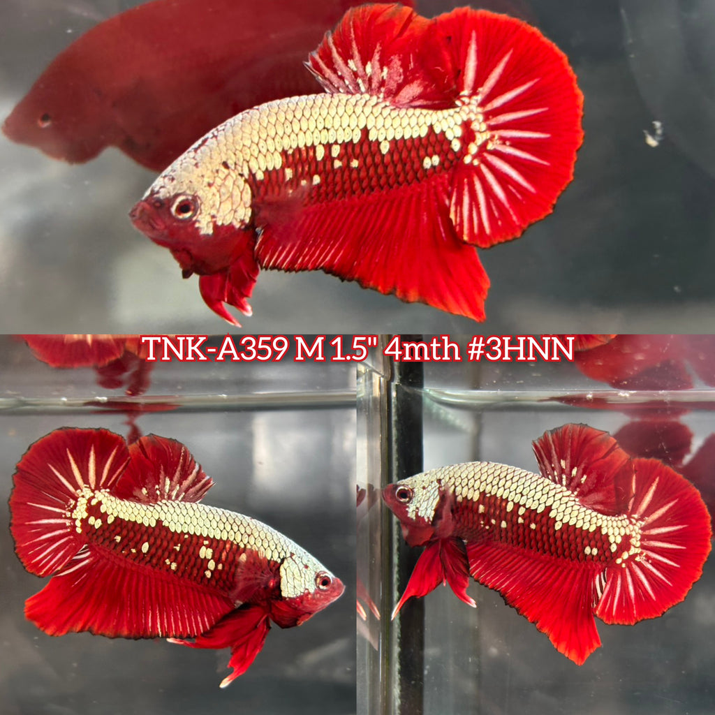Live Male Betta Red Samurai Plakat Very Rare(TNK-A359) High