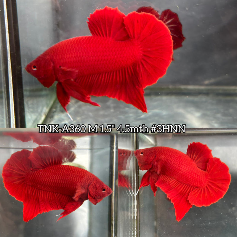 Live Male Betta Super Red Solid color Plakat (TNK-A360) High quality what you see what you get!!