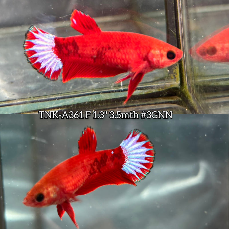 Live Female Betta Red Hellboy Startail Plakat (TNK-A361) S105 High quality what you see what you get!!