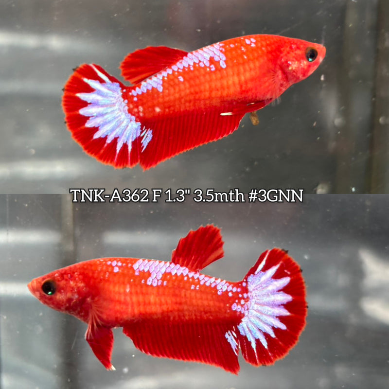 Live Female Betta Red Hellboy Startail Plakat (TNK-A362) High quality what you see what you get!!