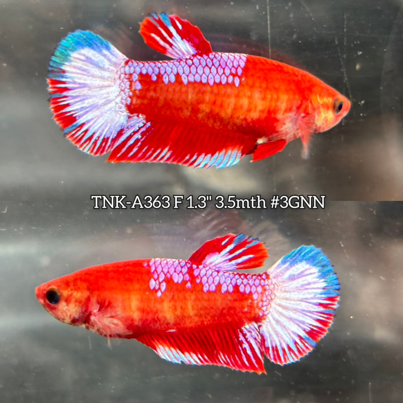 Live Female Betta Fancy Red Hellboy Startail Plakat (TNK-A363) High quality what you see what you get!!