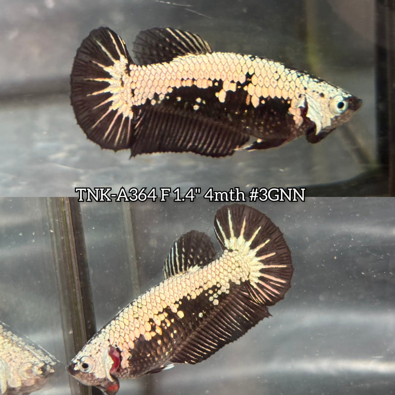 Live Female Betta Black Dragon Plakat (TNK-A364) S164 High quality what you see what you get!!