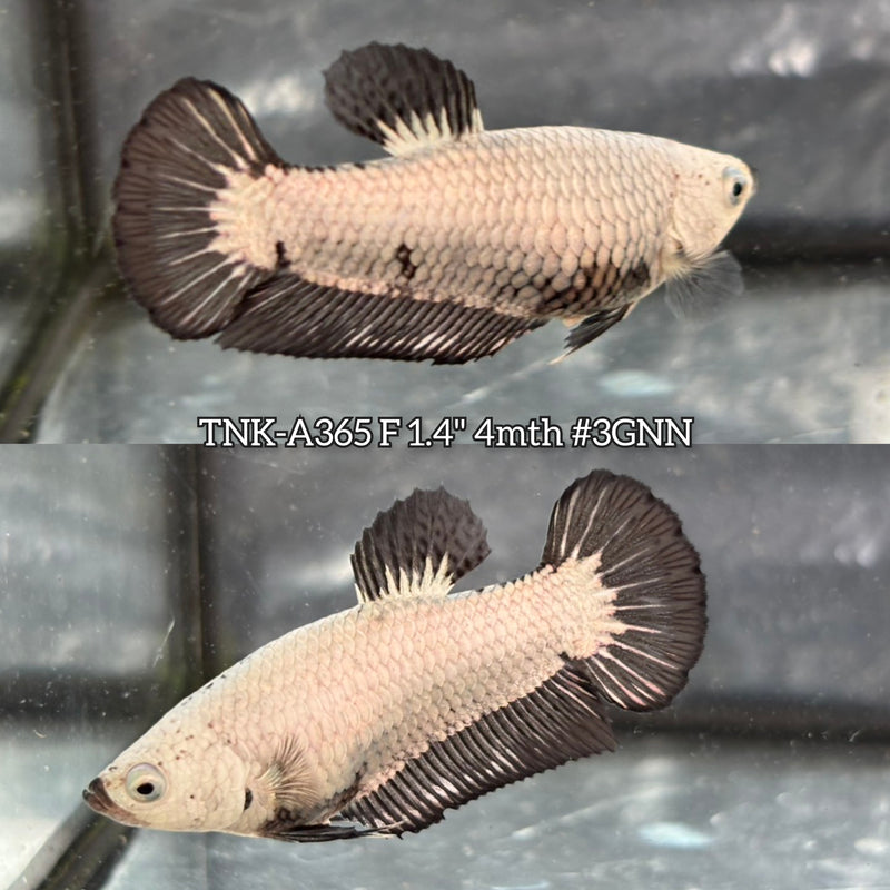 Live Female Betta Black Dragon Plakat (TNK-A365) S175 High quality what you see what you get!!