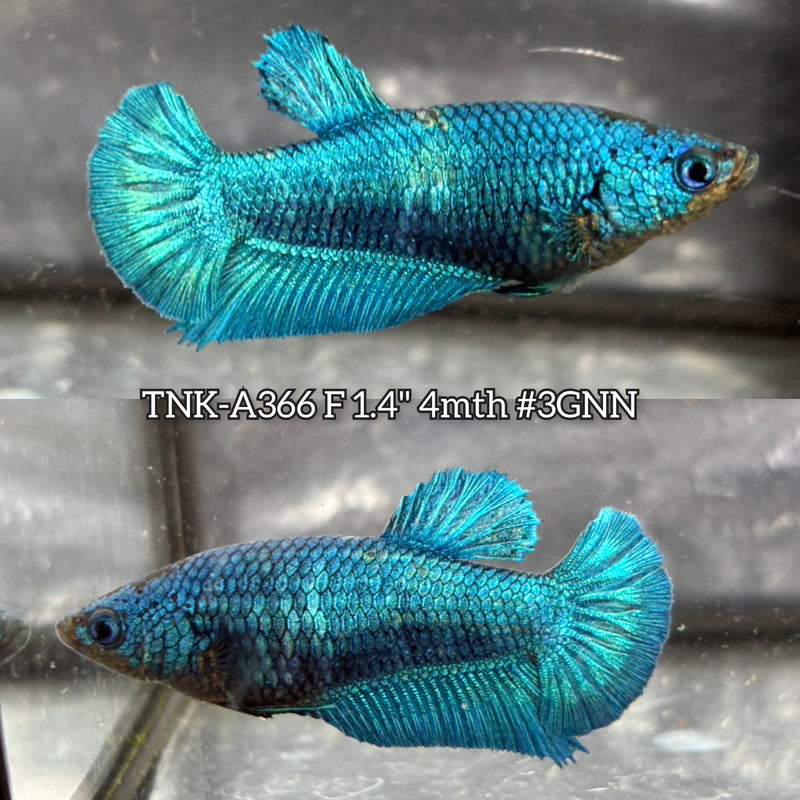 Live Female Betta Green Turquoise Solid color Plakat (TNK-A366) S178 High quality what you see what you get!!