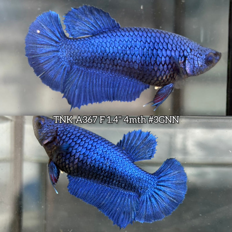 Live Female Betta Royal Blue Solid color Plakat (TNK-A367) S180 High quality what you see what you get!!