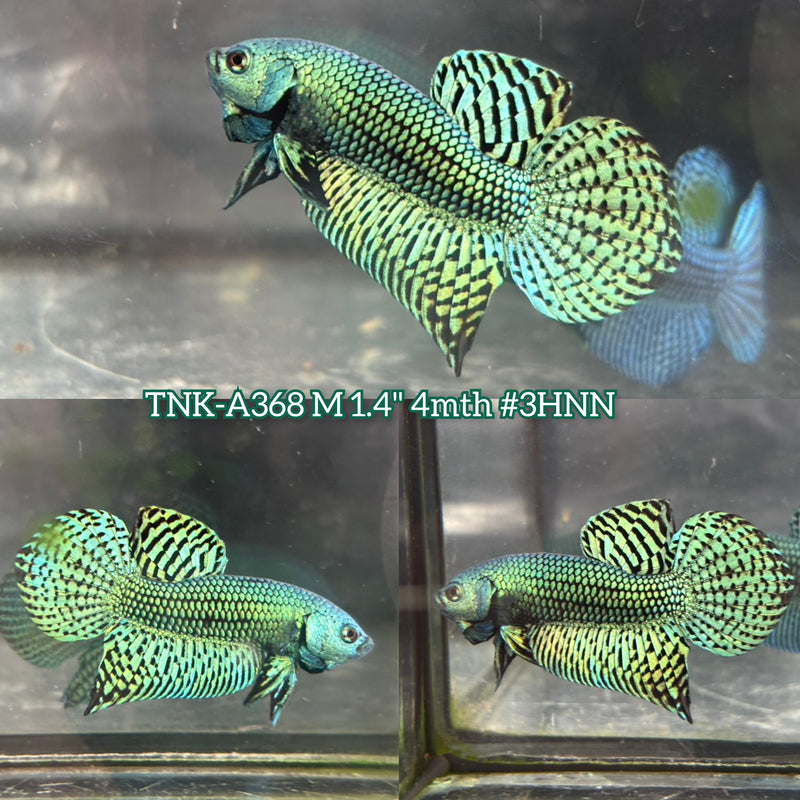 Live Male Betta Green Alien Hybrid Wild Plakat (TNK-A368) S181 High quality what you see what you get!!