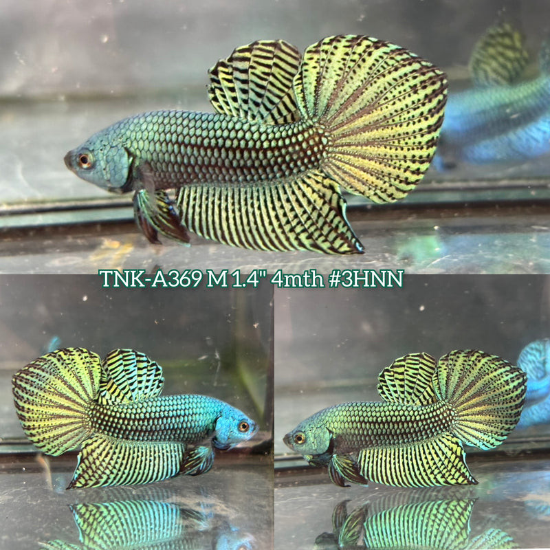 Live Male Betta Green Alien Hybrid Wild Plakat (TNK-A369) High quality what you see what you get!!