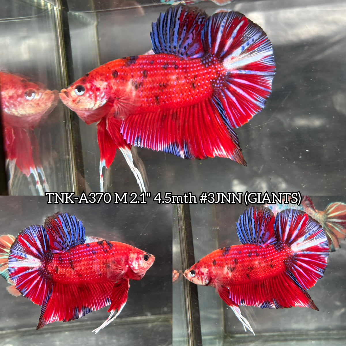 Live Male Betta Red Galaxy Koi Giants Plakat (TNK-A370) High quality what you see what you get!!