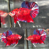 Live Male Betta Red Galaxy Koi Giants Plakat (TNK-A370) High quality what you see what you get!!