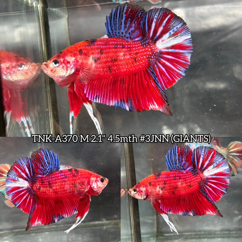 Live Male Betta Red Galaxy Koi Giants Plakat (TNK-A370) High quality what you see what you get!!