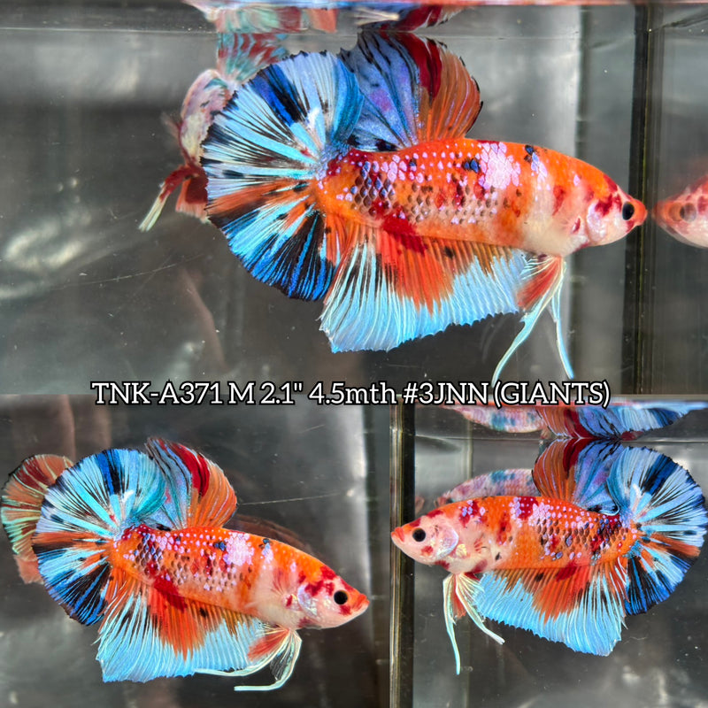 Live Male Betta Orange Nemo Metallic Koi Giants Plakat (TNK-A371) S243 High quality what you see what you get!!
