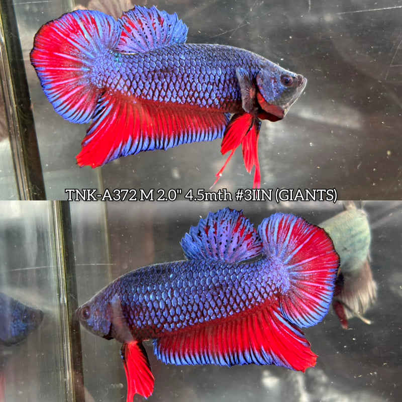 Live Male Betta Red Blue Scale Retro colors Giants Plakat (TNK-A372) S245 High quality what you see what you get!!