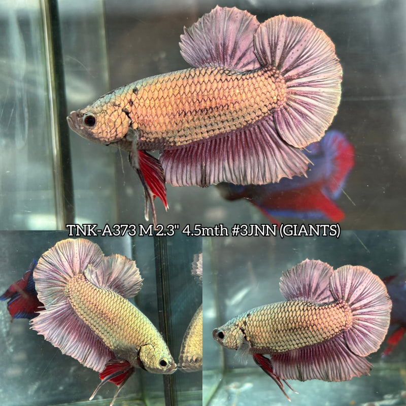 Live Male Betta Platinum Copper Dragon Giants Plakat (TNK-A373) S246 High quality what you see what you get!!