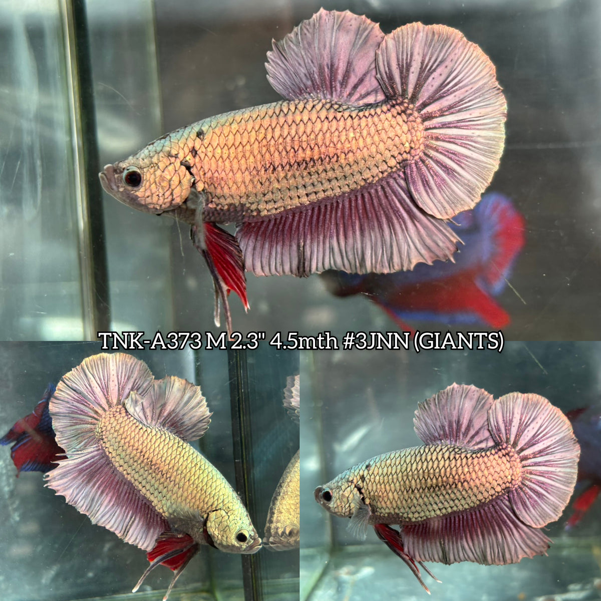 Live Male Betta Platinum Copper Dragon Giants Plakat (TNK-A373