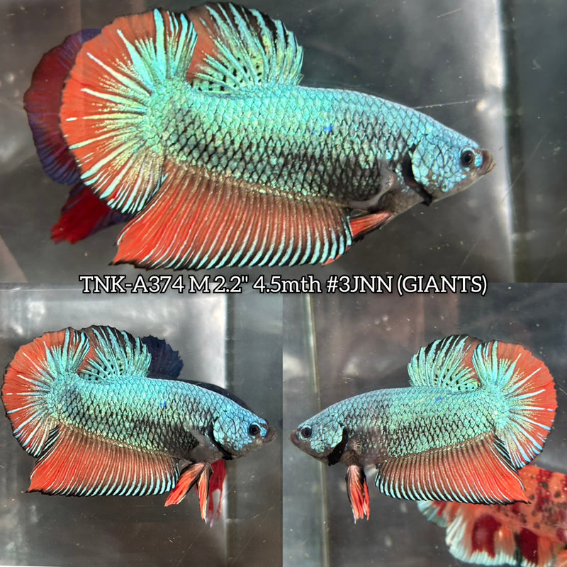 Live Male Betta Green Orange Mustard Giants Plakat (TNK-A374) S250High quality what you see what you get!!