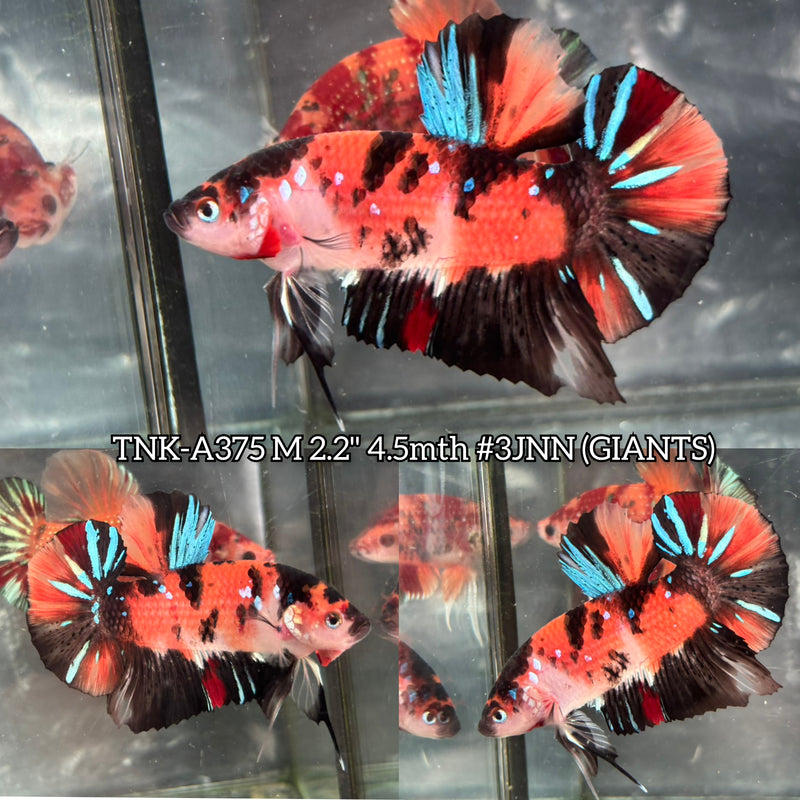 Live Male Betta Orange Black Nemo Galaxy Giants Plakat (TNK-A375) S315 High quality what you see what you get!!