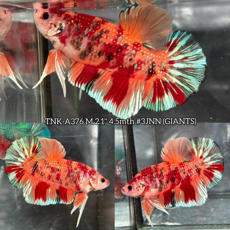 Live Male Betta Orange Galaxy Nemo Giants Plakat (TNK-A376) S319 High quality what you see what you get!!