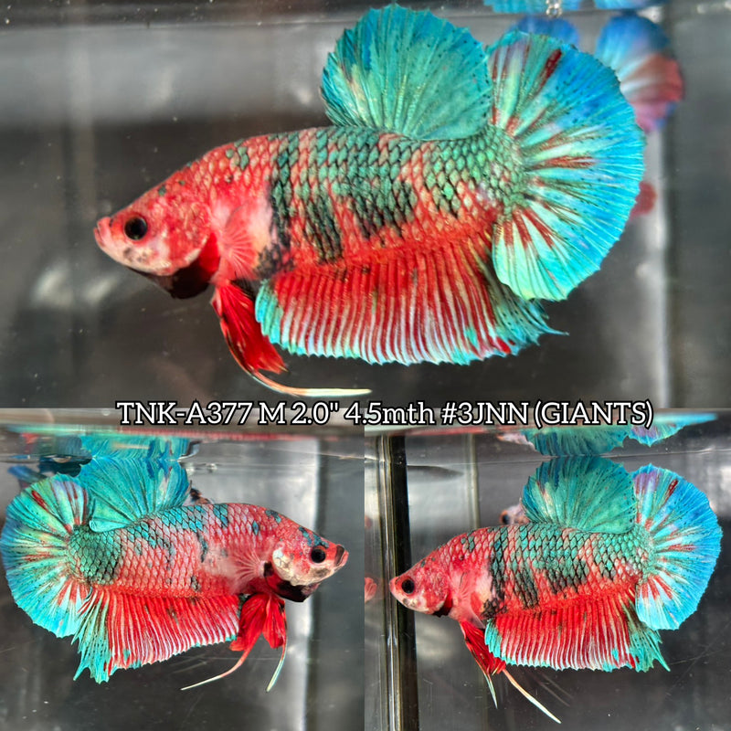 Live Male Betta Orange Green Metallic Giants Plakat (TNK-A377) High quality what you see what you get!!
