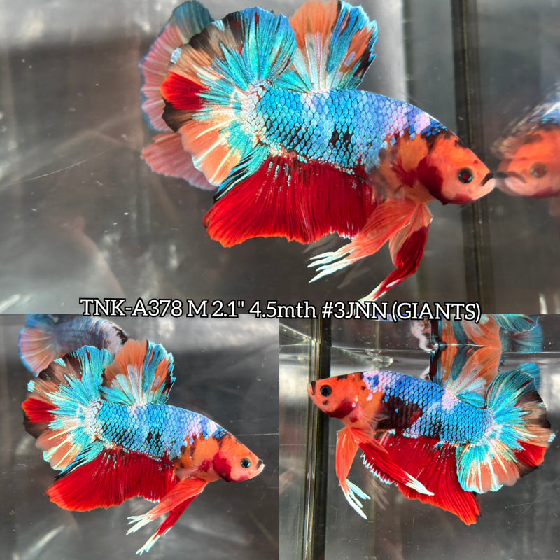 Live Male Betta Fancy Koi mixed colors Giants Plakat (TNK-A378) High quality what you see what you get!!