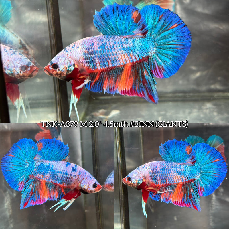 Live Male Betta Fancy Marble mixed colors Giants Plakat (TNK-A379) High quality what you see what you get!!
