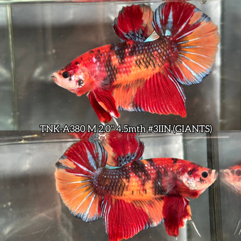 Live Male Betta Classic Nemo Koi Giants Plakat (TNK-A380) S322 High quality what you see what you get!!