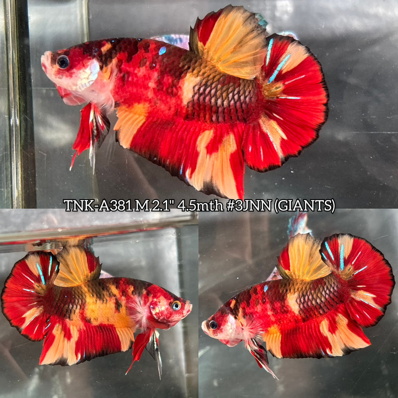 Live Male Betta Classic Nemo Koi Giants Plakat (TNK-A381) High quality what you see what you get!!