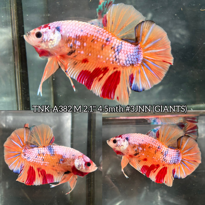 Live Male Betta Candy Nemo Giants Plakat (TNK-A382) S039 High quality what you see what you get!!