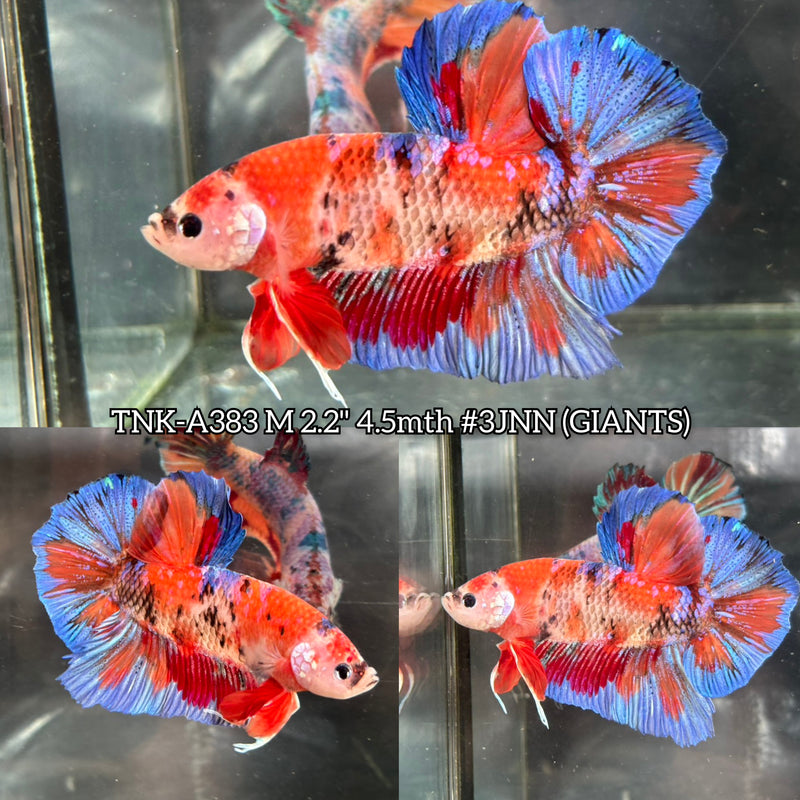 Live Male Betta Orange Galaxy Nemo Giants Plakat (TNK-A383) S040 High quality what you see what you get!!