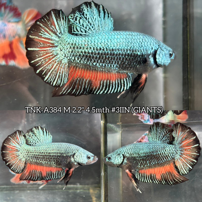 Live Male Betta Green Turquoise Orange Mustard Giants Plakat (TNK-A384) High quality what you see what you get!!