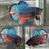 Live Male Betta Fancy Blue Scale Giants Plakat (TNK-A385) High quality what you see what you get!!