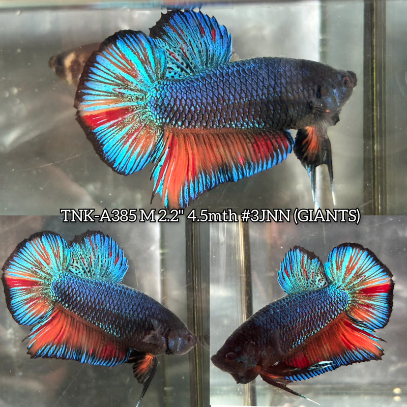Live Male Betta Fancy Blue Scale Giants Plakat (TNK-A385) High quality what you see what you get!!
