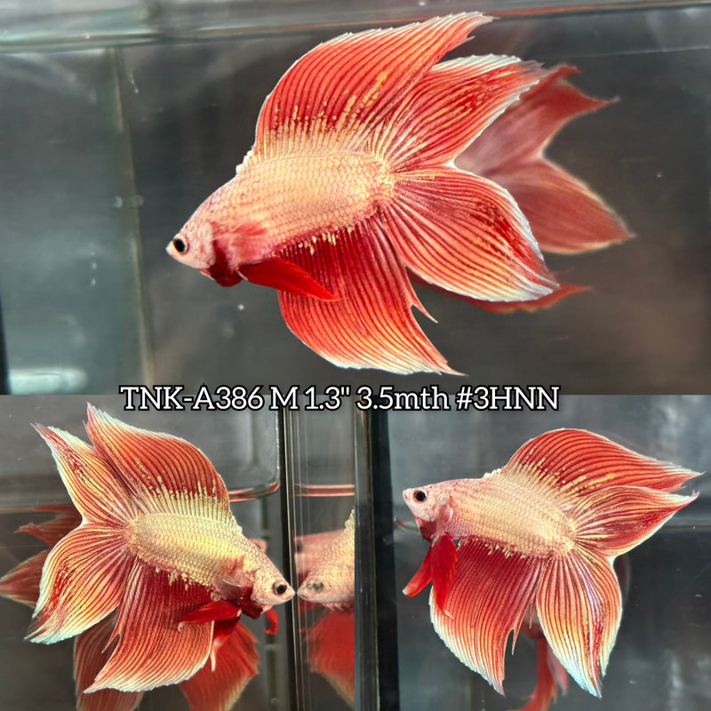 Live Male Betta Red Dragon Doubletail Longfin (TNK-A386) S044 High quality what you see what you get!!